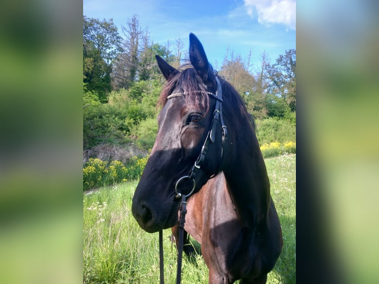 Französischer Traber Stute 7 Jahre 165 cm Rappe in Saffig