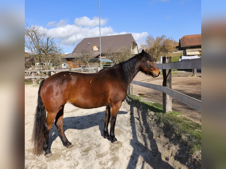 Französischer Traber Stute 8 Jahre 160 cm Brauner in Rumendingen