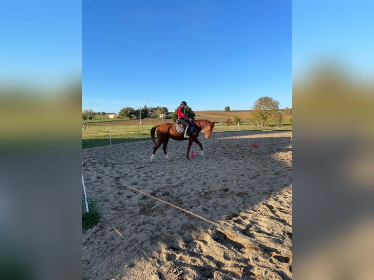 Französischer Traber Stute 8 Jahre 163 cm Fuchs in soumensac