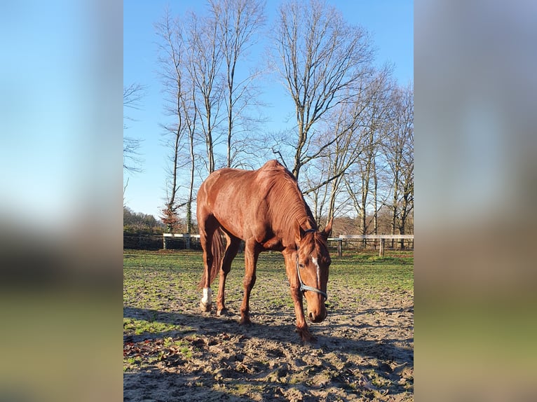 Französischer Traber Stute 8 Jahre 165 cm Fuchs in Borken