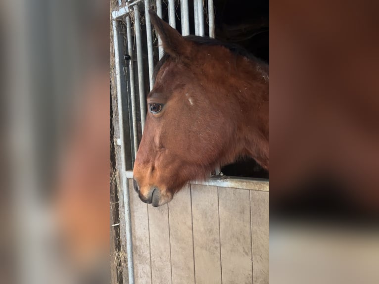 Französischer Traber Stute 9 Jahre 155 cm Dunkelbrauner in Sint-Niklaas