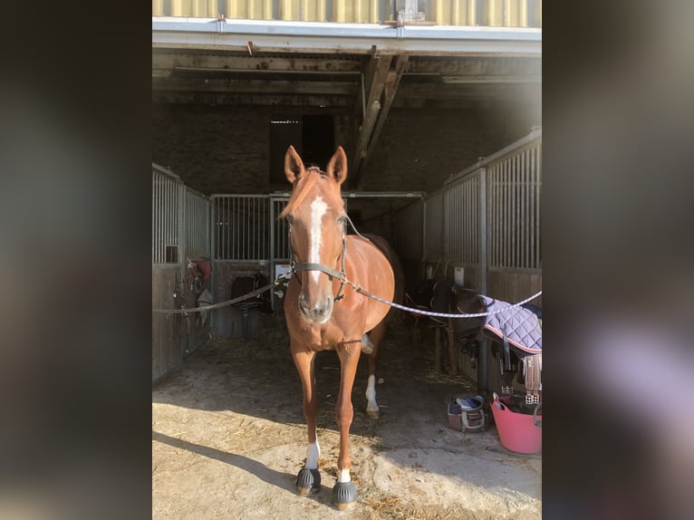 Französischer Traber Stute 9 Jahre 163 cm Fuchs in Chailly en brie