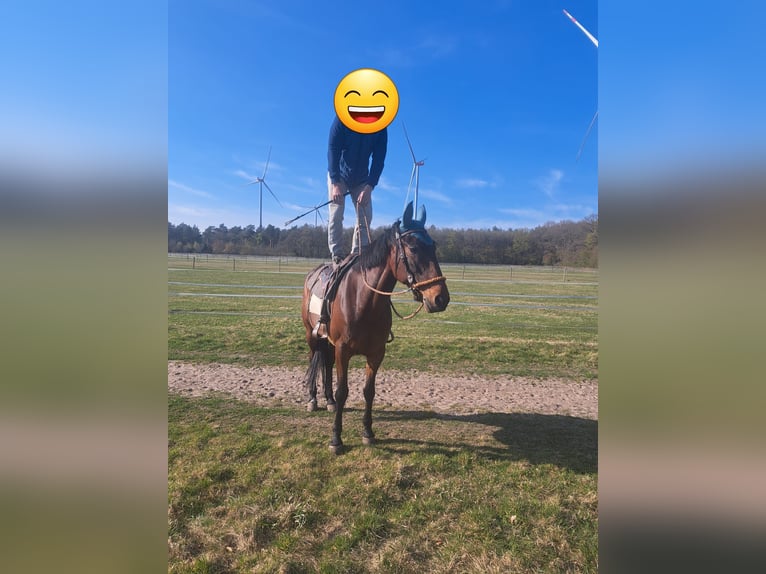 Französischer Traber Stute 9 Jahre 165 cm Brauner in Geldern