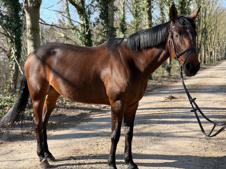 Französischer Traber Stute 9 Jahre 165 cm Brauner in Geldern