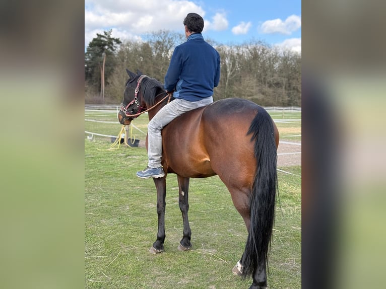 Französischer Traber Stute 9 Jahre 165 cm Brauner in Geldern