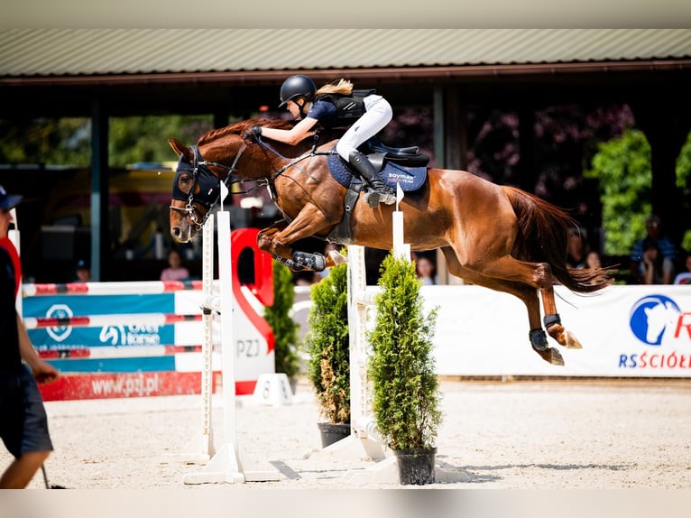 Französischer Traber Stute 9 Jahre 165 cm Fuchs in Lublin