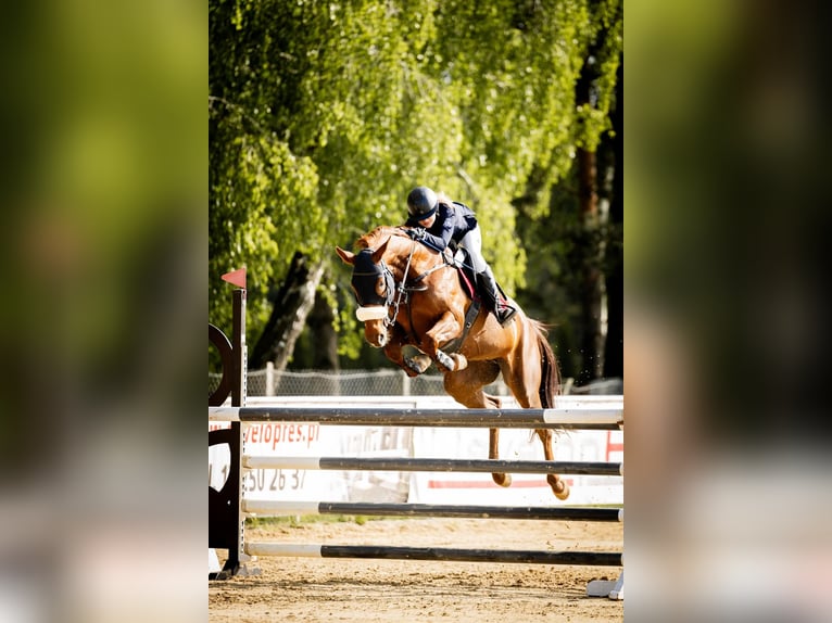 Französischer Traber Stute 9 Jahre 165 cm Fuchs in Lublin