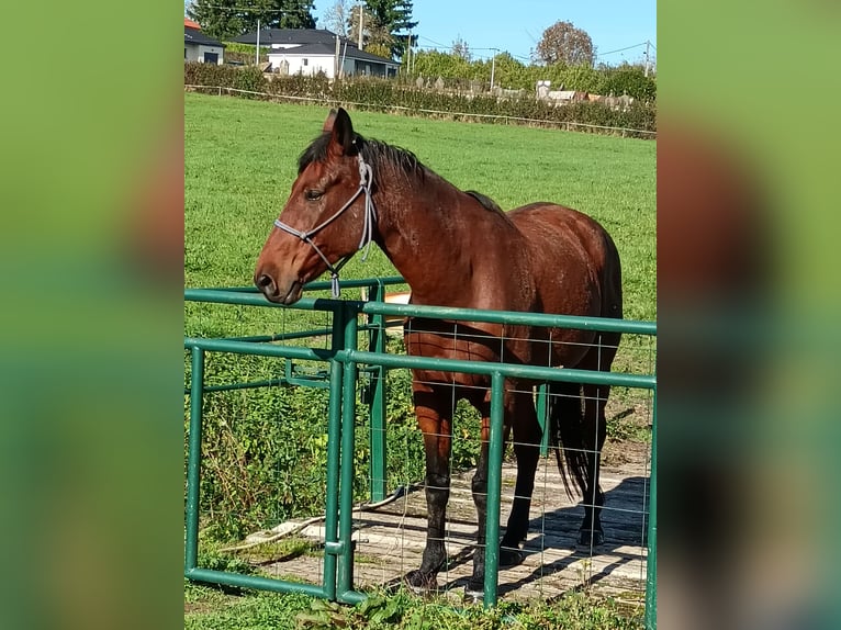 Französischer Traber Wallach 10 Jahre 162 cm Brauner in Saint Rémy en Rollat