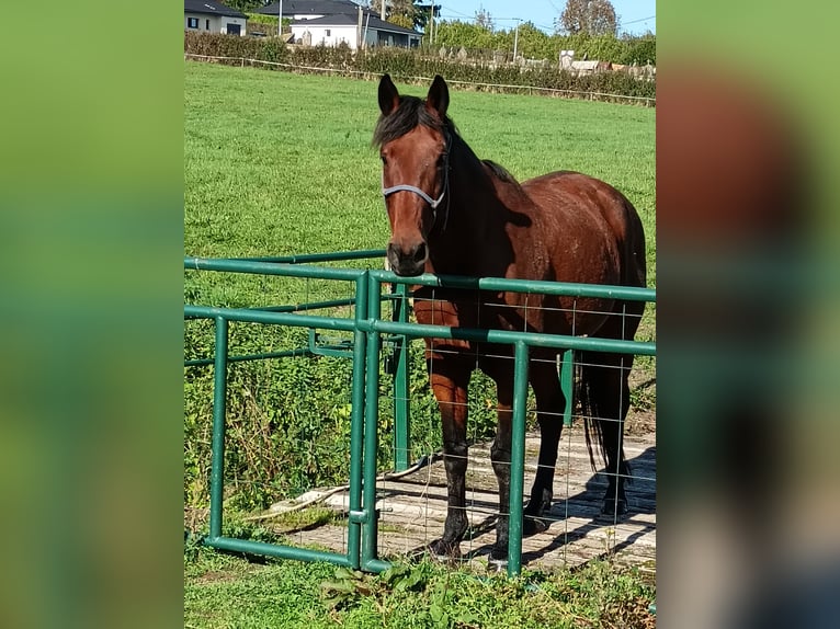 Französischer Traber Wallach 10 Jahre 162 cm Brauner in Saint Rémy en Rollat