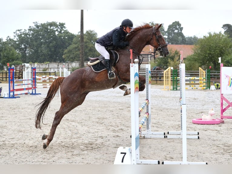 Französischer Traber Wallach 10 Jahre 162 cm Dunkelfuchs in Goutti&#xE8;res