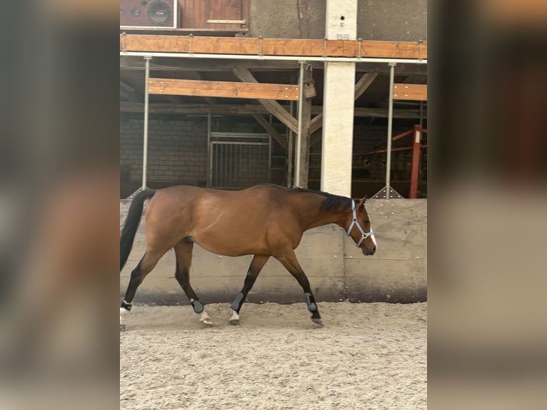 Französischer Traber Wallach 10 Jahre 163 cm Brauner in Detmold