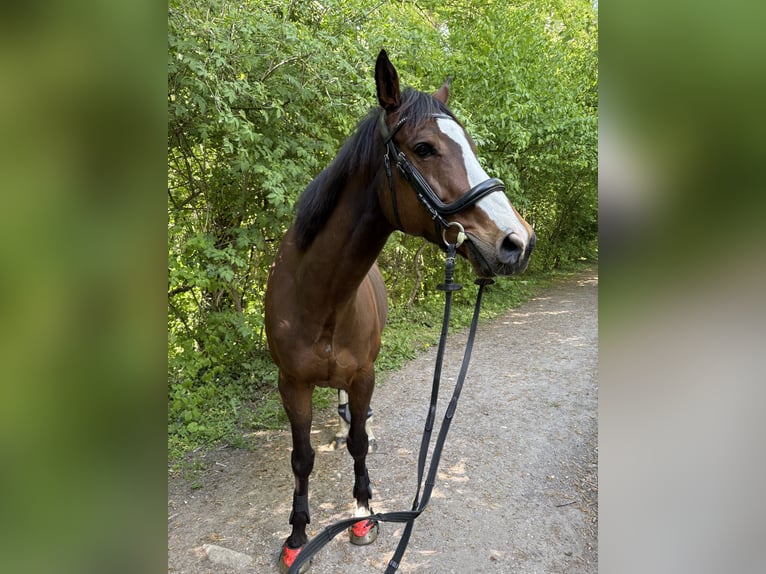 Französischer Traber Wallach 10 Jahre 163 cm Brauner in Detmold