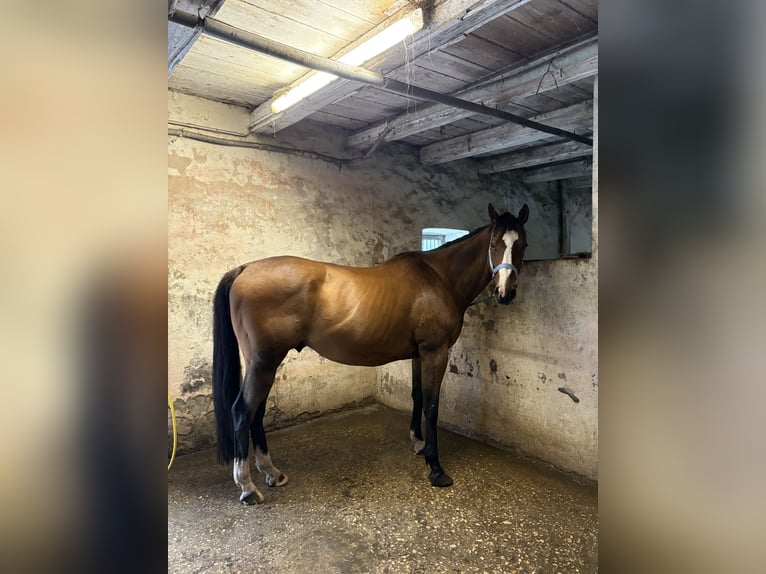Französischer Traber Wallach 10 Jahre 163 cm Brauner in Detmold