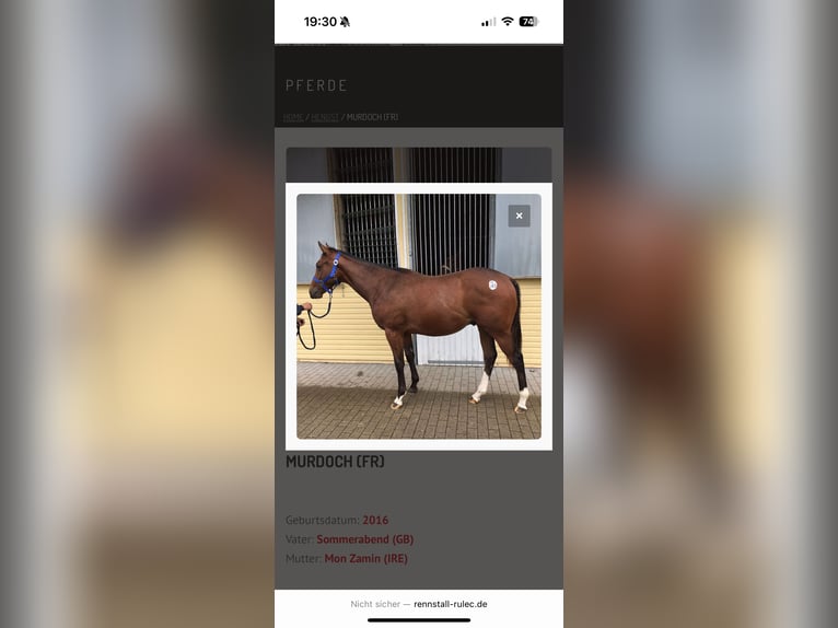 Französischer Traber Wallach 10 Jahre 163 cm Brauner in Detmold