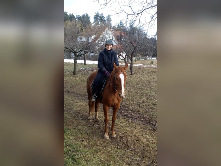 Französischer Traber Wallach 10 Jahre 165 cm Fuchs in Dechantskirchen