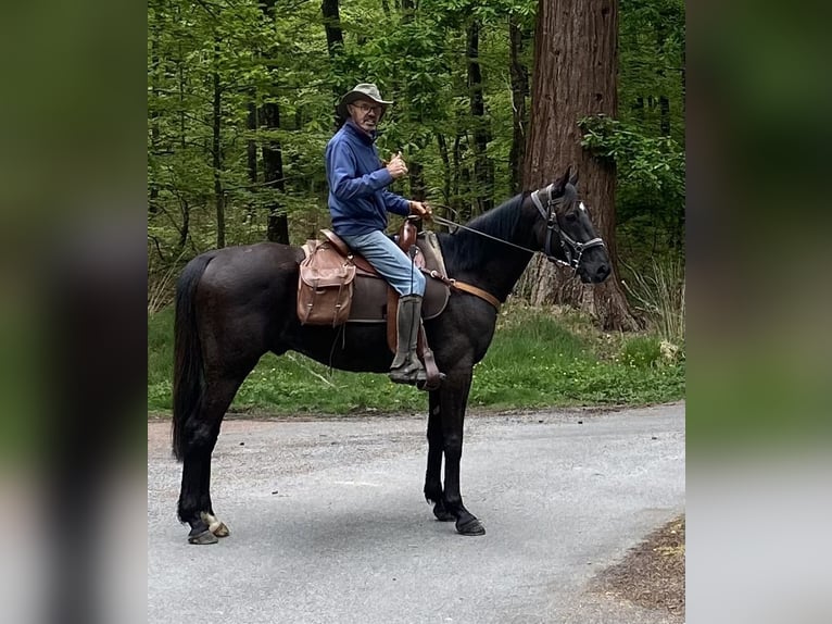 Französischer Traber Wallach 10 Jahre 165 cm Rappe in Lavernat