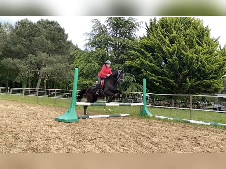 Französischer Traber Wallach 10 Jahre 165 cm Rappe in Lavernat