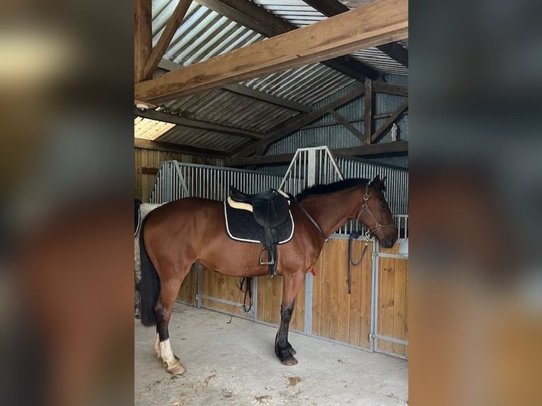 Französischer Traber Wallach 10 Jahre 166 cm Dunkelbrauner in Beaupreau