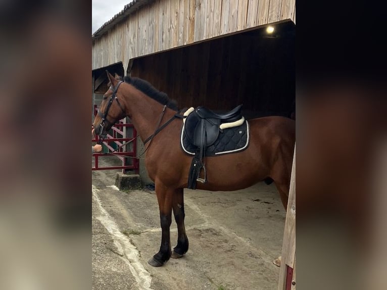 Französischer Traber Wallach 10 Jahre 166 cm Dunkelbrauner in Beaupreau
