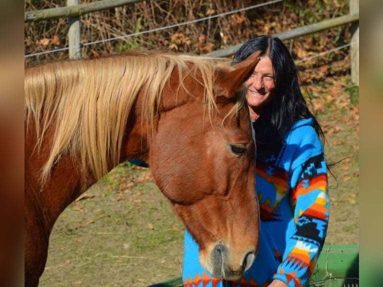 Französischer Traber Wallach 10 Jahre 170 cm Fuchs in Neusiedl am See