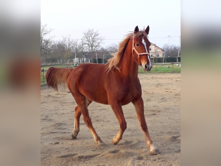 Französischer Traber Wallach 10 Jahre 170 cm Fuchs in Neusiedl am See