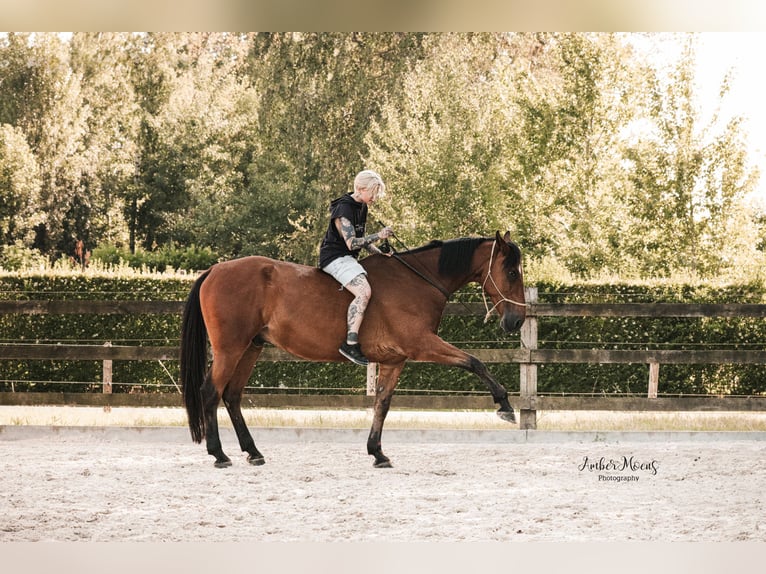 Französischer Traber Wallach 10 Jahre 175 cm Brauner in Oostkamp