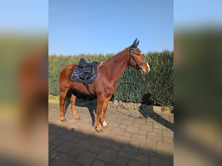 Französischer Traber Wallach 11 Jahre 150 cm Fuchs in Neuburg an der Donau