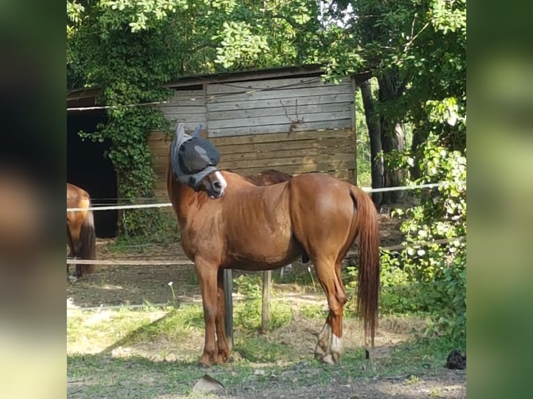 Französischer Traber Wallach 11 Jahre 160 cm Fuchs in cornebarrieu