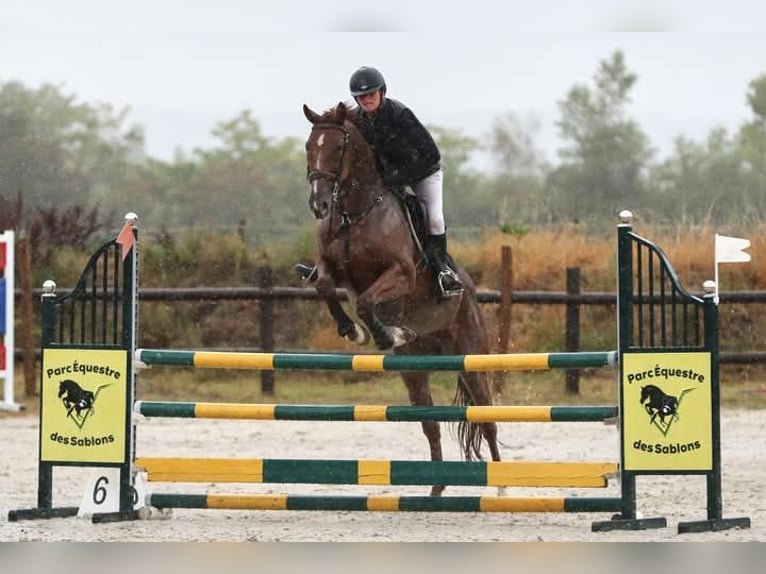 Französischer Traber Wallach 11 Jahre 162 cm Dunkelfuchs in Mesnil-en-Ouche