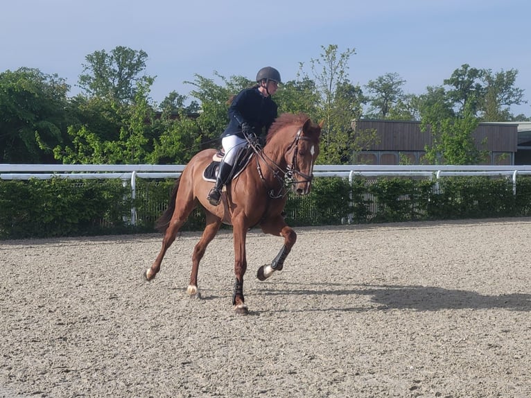 Französischer Traber Wallach 11 Jahre 162 cm Dunkelfuchs in Mesnil-en-Ouche