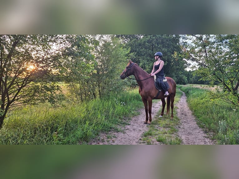 Französischer Traber Wallach 11 Jahre 165 cm Fuchs in skrzeszew