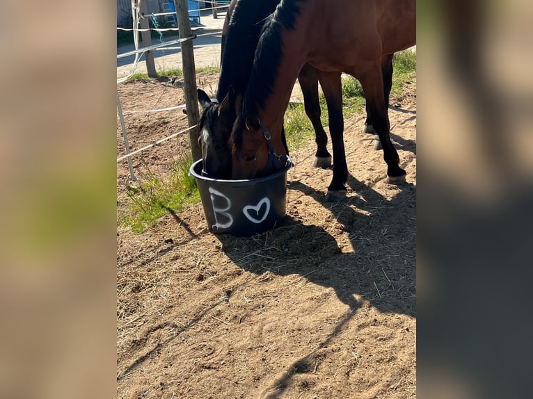 Französischer Traber Wallach 11 Jahre 174 cm Brauner in Dinkelsb&#xFC;hl