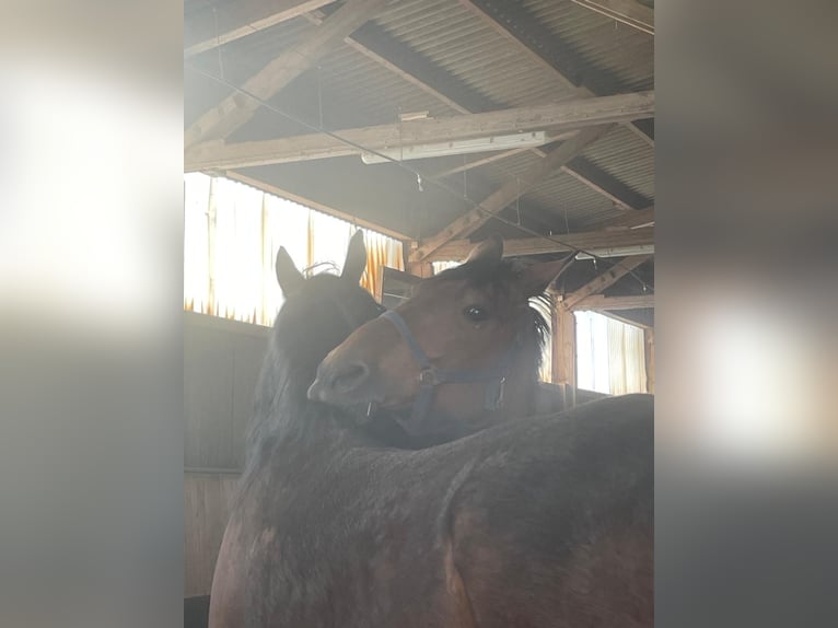 Französischer Traber Wallach 11 Jahre 174 cm Brauner in Dinkelsb&#xFC;hl