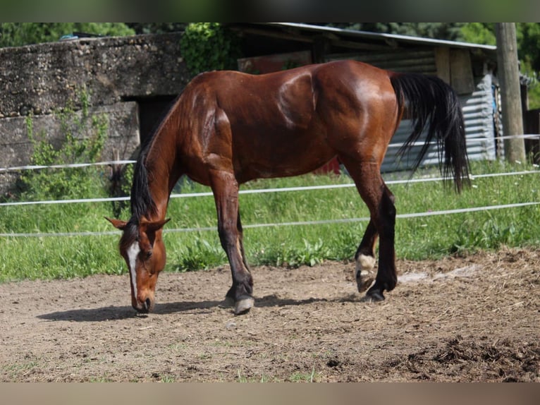 Französischer Traber Wallach 11 Jahre 177 cm Brauner in Cruas