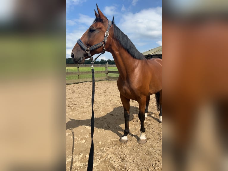 Französischer Traber Wallach 12 Jahre 165 cm Brauner in Heythuysen