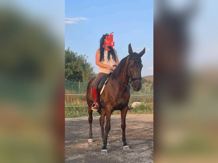 Französischer Traber Wallach 12 Jahre 165 cm Rappe in Ocaña