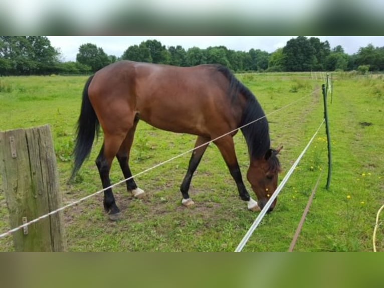 Französischer Traber Wallach 12 Jahre 168 cm Brauner in Le Plessis-Pâté