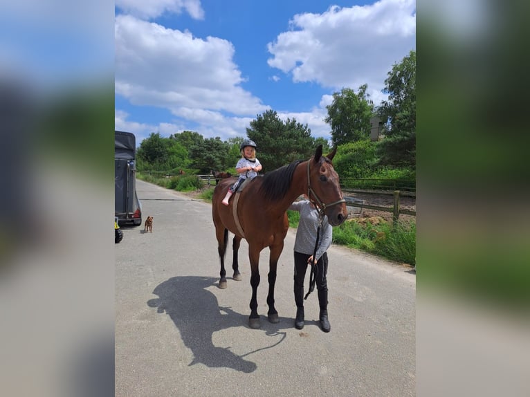 Französischer Traber Wallach 12 Jahre 170 cm Brauner in Kevelaer