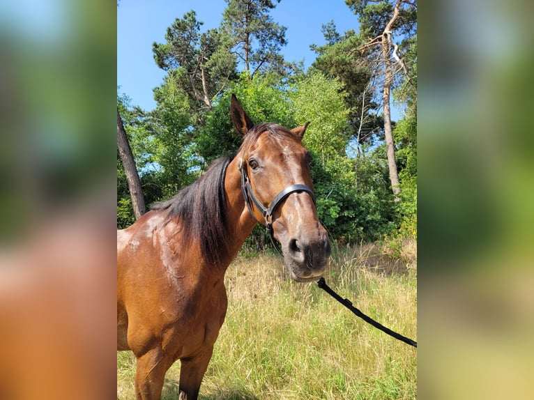 Französischer Traber Wallach 12 Jahre 170 cm Brauner in Kevelaer