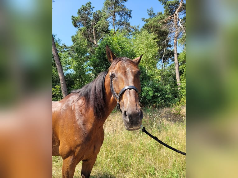 Französischer Traber Wallach 12 Jahre 170 cm Brauner in Kevelaer