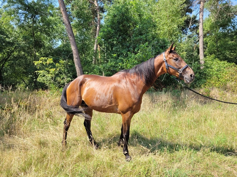 Französischer Traber Wallach 12 Jahre 170 cm Brauner in Kevelaer
