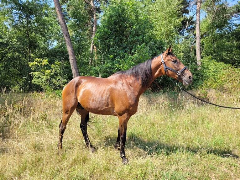 Französischer Traber Wallach 12 Jahre 170 cm Brauner in Kevelaer