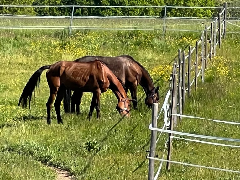 Französischer Traber Wallach 12 Jahre 174 cm Brauner in Dinkelsbühl