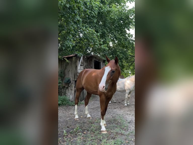 Französischer Traber Wallach 13 Jahre 165 cm Fuchs in Sauternes