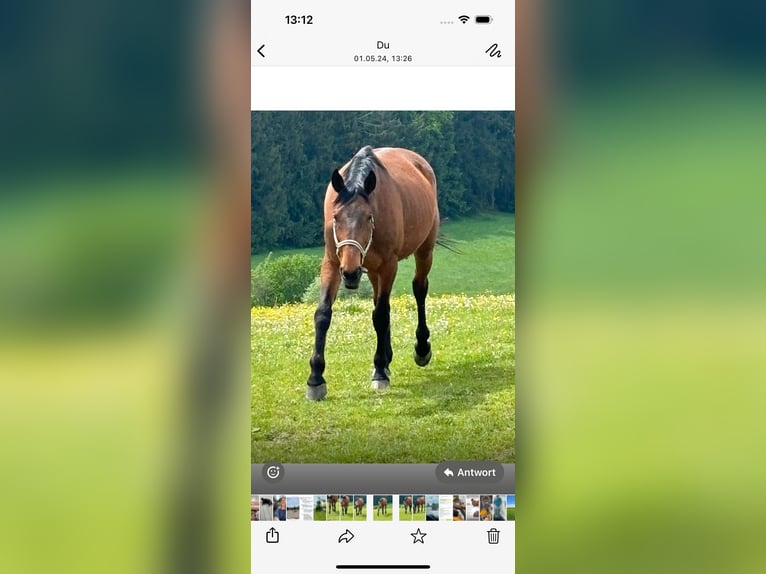 Französischer Traber Wallach 13 Jahre 170 cm Brauner in Kirchberg