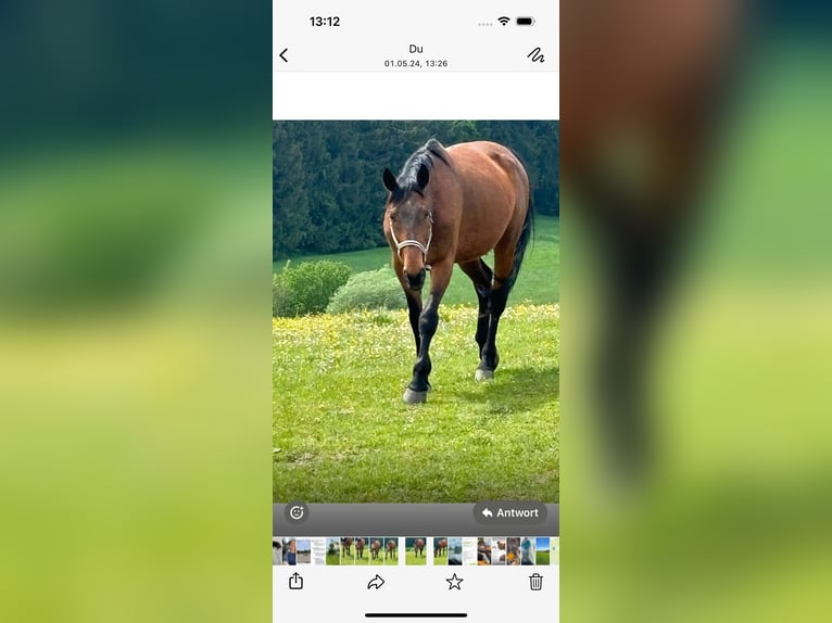 Französischer Traber Wallach 13 Jahre 170 cm Brauner in Kirchberg
