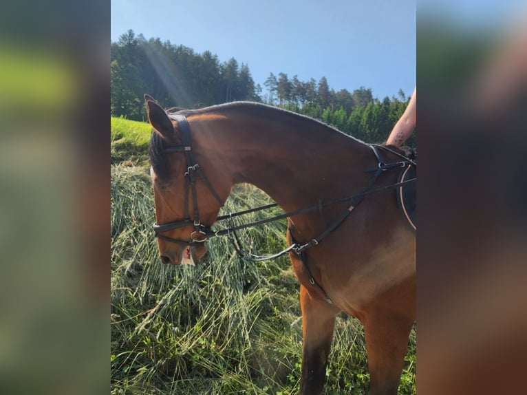 Französischer Traber Wallach 13 Jahre 170 cm Brauner in Hörhausen