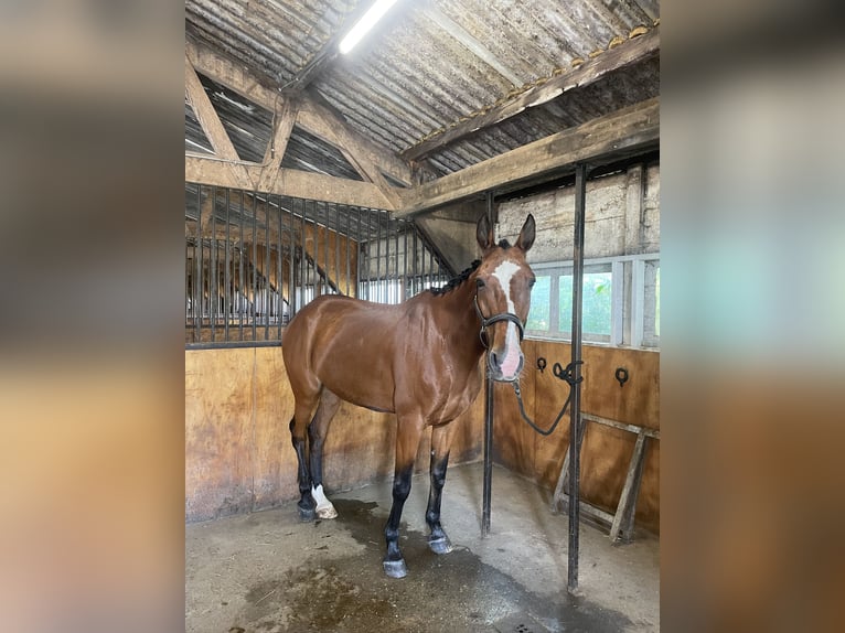 Französischer Traber Wallach 14 Jahre 163 cm Brauner in Ingelum