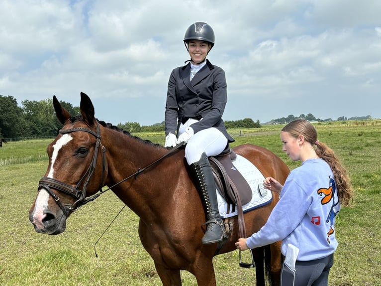 Französischer Traber Wallach 14 Jahre 163 cm Brauner in Ingelum