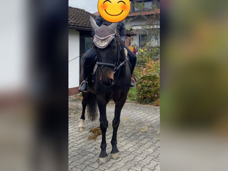 Französischer Traber Wallach 14 Jahre 166 cm Brauner in Furth im Wald